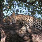 leopard by Dennis Cary Leopard sightings at game parks nearby