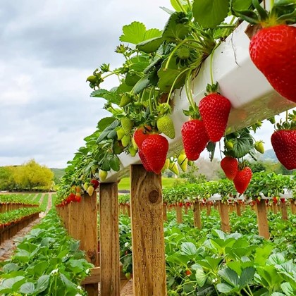 strawbery