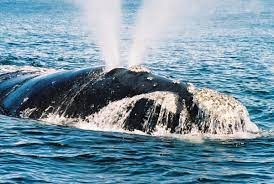 whale