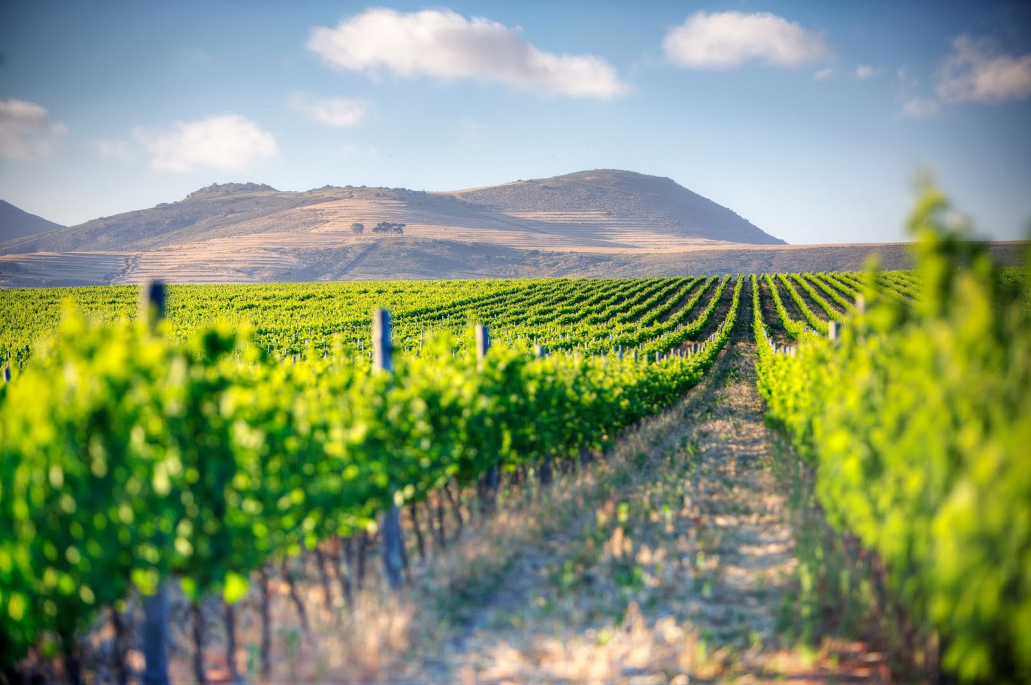 The Cape Winelands
