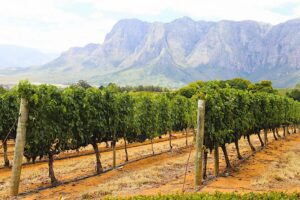 Capelands wine farm