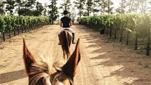 horse