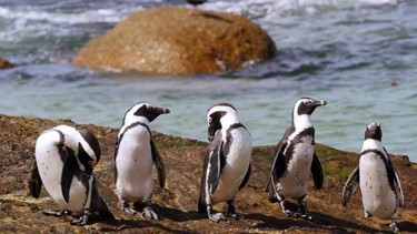 pinguins